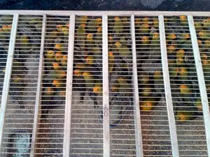 Pássaros estavam em pequenos caixotes. (Foto: Polícia Federal/Divulgação)