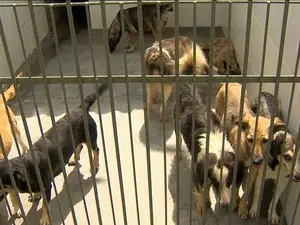 Canil Municipal está com 400 animais (Foto: Reprodução/TV Integração)