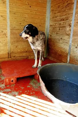 Um cão em um abrigo de uma ONG. (Foto: Pedro Urresti)