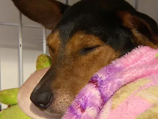 Estado de saúde do cachorro encontrado no lixo em Cravinhos, SP, era cirítico (Foto: Mauricio Glauco/EPTV)