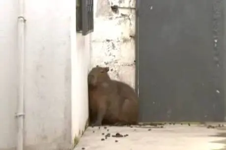 Capivara deu trabalho para a Polícia Militar Ambiental na hora do resgate e chegou a se machucar. (Reprodução / TV Record Brasília)