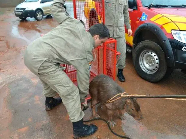 Animal apresentava ferimentos leves e foi solto em região de mata, em Sorriso. (Foto: MT Notícias)