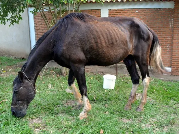 Cavalo foi abandonado em Rio das Pedras (Foto: Fernanda Zanetti/G1)