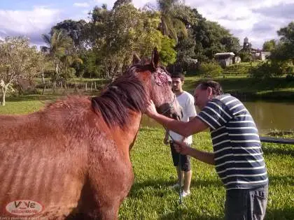 Cavalo sofria maus-tratos (Foto: Divulgação)