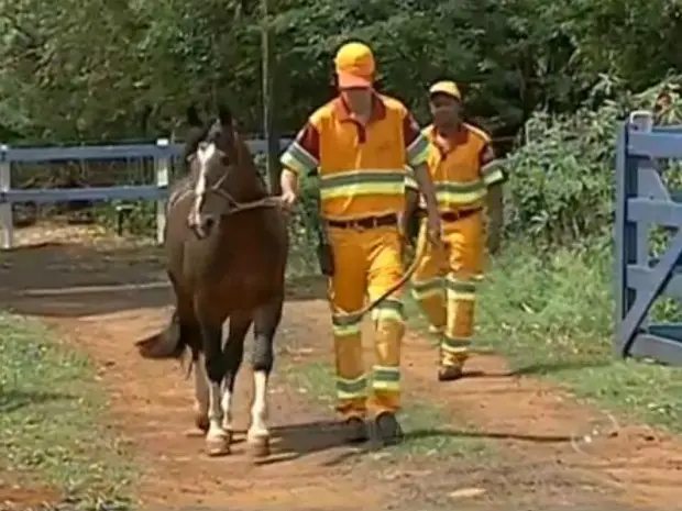 (Foto: Reprodução/ TV TEM)