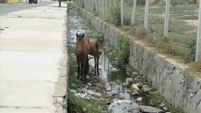 Os animais procuravam alimento em meio à sujeira. (Foto: Divulgação)