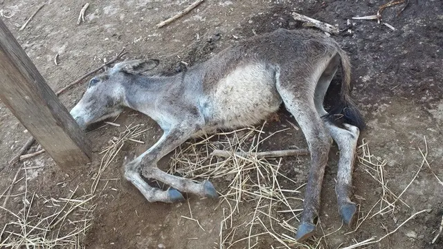 Vereadora postou fotos dos animais no Facebook. (Foto: Divulgação)