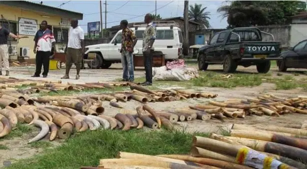 O ano de 2013 encerra-se com um pesado balanço para algumas espécies protegidas: caçadores assassinaram cerca de 950 rinocerontes e 30.000 elefantes. O fenômeno é alimentado por uma intensa procura em mercados asiáticos. (Foto: Reuters)