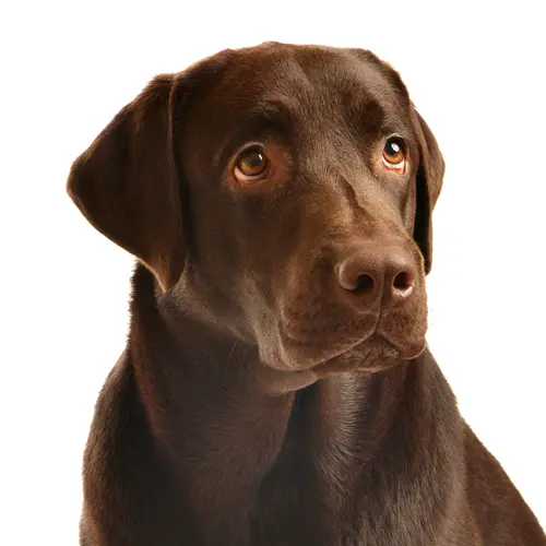 (Imagem: Shutterstock)