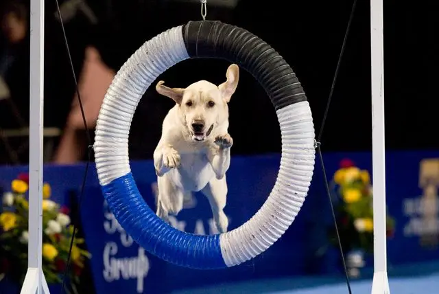 Os animais tinham que passar por "provas" durante a exposição. (Foto: Supercoolpets)