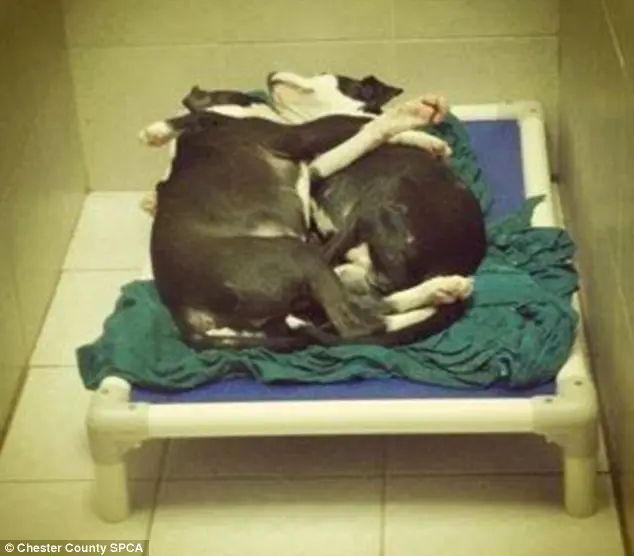 Os cães dormem junto até hoje, segundo a nova tutora. (Foto: Daily Mail)