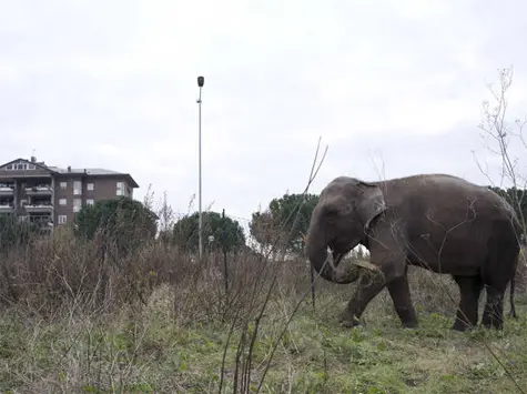 A suspeita é de que o animal tenha fugido por fome. (Fonte: divulgação)