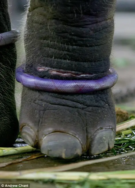 Foto: Daily Mail