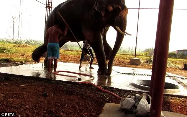 Visivelmente o animal está amedrontado com a presença de seus treinadores.