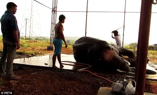 Em um dado momento, Sunder entra em colapso e cai no chão.