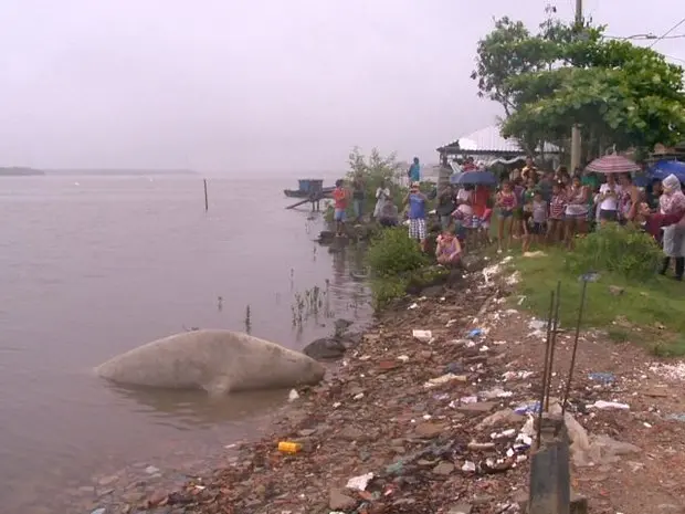 Mamífero chamou a atenção de moradores. (Foto: Reprodução/ TV Gazeta)