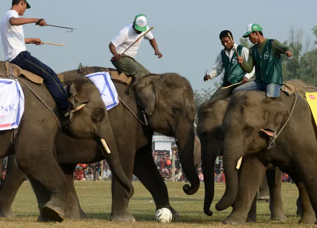 Elefantes foram explorados em uma partida de futebol durante evento no Nepal Prakash Mathema / AFP