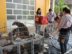 Feira de adoção promovida na manhã do último sábado em Pato Branco (Foto: Divulgação)