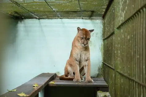 Felinos de grande porte, como a onça parda, também são alvos de caçadores que, muitas vezes, não poupam nem os filhotes (Foto: Érica Melo)