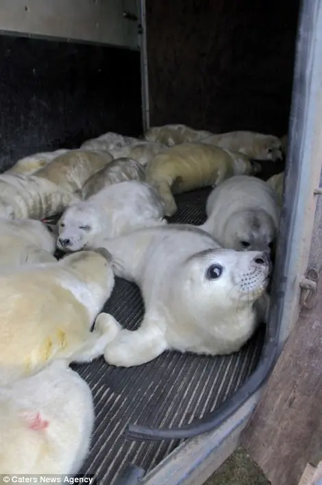 Os filhotes foram tirados da costa pelos trabalhadores da RSPCA e levados para um centro de resgate de animais para serem cuidados. (Foto: Caters News Agency)