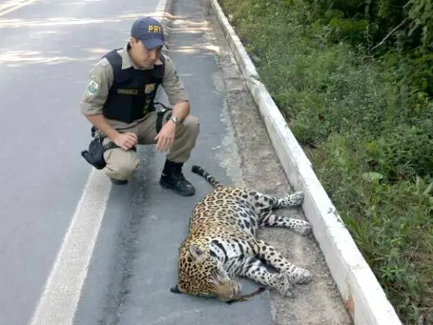 Onça foi encontrada por populares, segundo PRF (Foto: Divulgação/NucomPRF-AM)