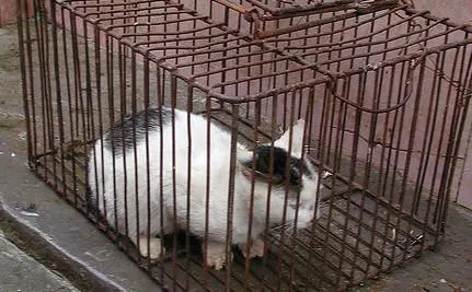 Gato a caminho da morte para consumo humano na China. Foto: Reprodução