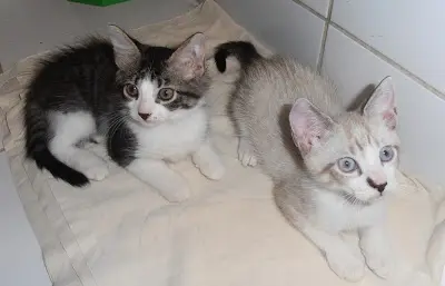 Gatos abandonados em cemitérios são cuidados e disponibilizados para adoção na Baixada Santista. (Foto: Divulgação)