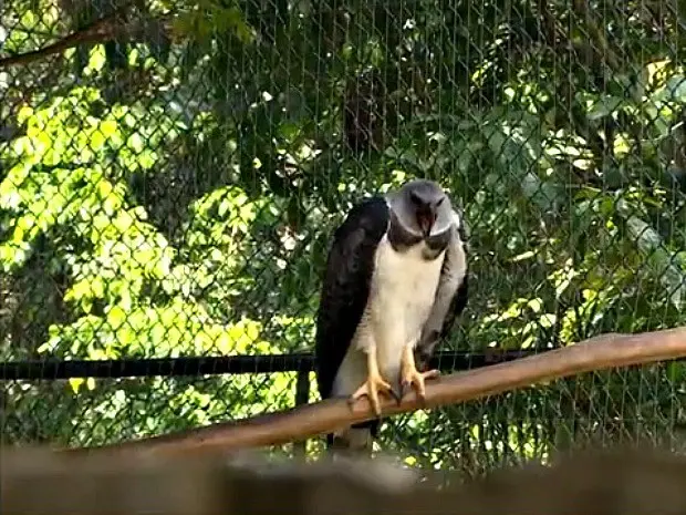 (Foto: Reprodução/TV Amazonas)