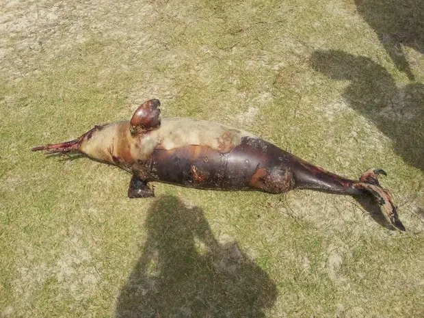 Toninha, um tipo de golfinho, é espécie ameaçada de extinsão no RS (Foto: Natalia Ferreira/Arquivo Pessoal)