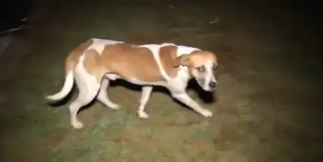 O cachorro Malhado estava na madeireira quando o incêndio começou. (Foto: Reprodução / Uol)