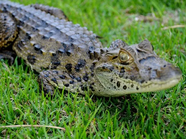 Animal tinha uma amputação cicatrizada (Foto: Adilson dos Santos/Divisão Ambiental de Quissamã)