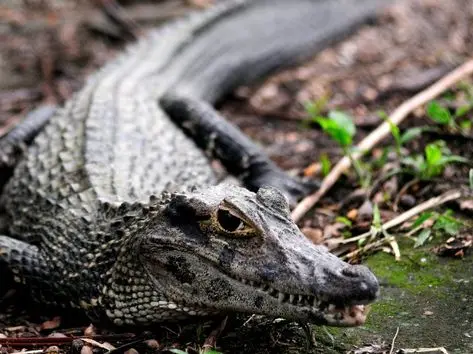 No reino animal, os jacarés são vistos como grandes predadores (Foto: Divulgação)