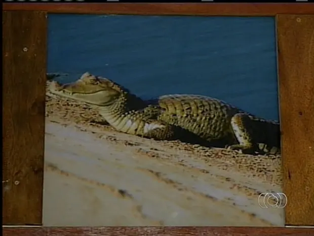 Animais silvestres são flagrados em aterro sanitário de Palmas (Foto: Reprodução/TV Anhanguera)