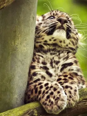 Filhote de leopardo-de-amur é visto aos três meses de vida no zoológico de Mulhouse, no leste da França. (Foto: Sebastien Bozon/AFP)