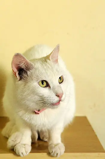 Outro aspecto que dificulta o controle da FeLV é o fato de o vírus ser assintomático em alguns casos. (Foto: Divulgação)