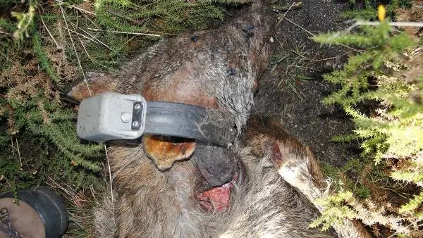 A quinta morte intencional de um lobo ibérico, que ocorreu em Vila Nova de Paiva, levou 12 organizações a insistirem nas críticas à “passividade” das autoridades. Tirando um caso, salientam, nunca houve “quaisquer acusações ou penalizações legais”. (Foto: Divulgação)