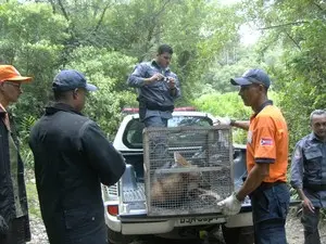 Animal foi solto em um parque na Serra do Mar. (Foto: Anselmo da Silva de Melo/VC no G1)