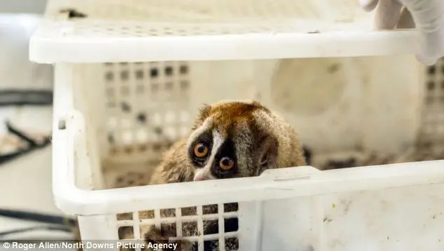 Loris estão ameaçados poque se tornaram desejo de pessoas que os veem como símbolo de status social. (Foto: Divulgação)