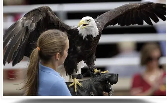 Este falcão é explorado como mascote da Universidade de Welles. (Foto: Global Animal)