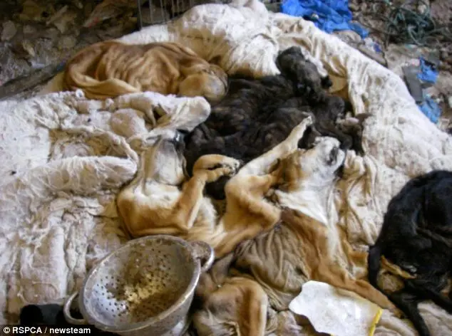 Os cães tiveram que comer uns aos outros para sobreviverem.