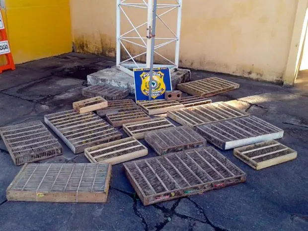 PRF faz apreensão de mil canários da terra e 20 pássaros da espécie coleiras. (Foto: Polícia Federal/Divulgação)