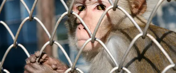 Foto: Huffington Post