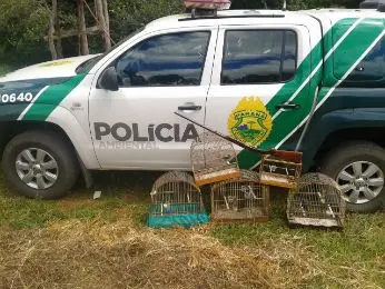 Cinco pássaros silvestres foram resgatados em Ivaí, no Paraná (Foto: Divulgação/Polícia Ambiental)