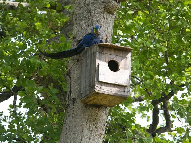 Ninhos artificiais ajudaram na preservação da espécie e se transformaram na "segunda casa" das aves. (Foto: Carlos Ferreira / Divulgação)