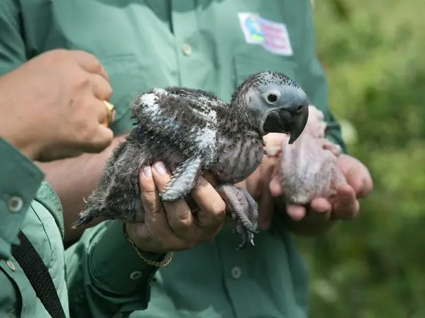 O projeto de preservação da arara azul está completando 24 anos e tirou a ave da lista de animais em extinção no Brasil. Foto: Carlos Ferreira / Divulgação)