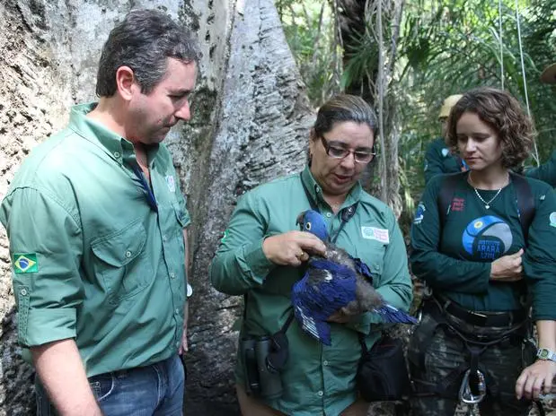 Projeto existe há 24 anos no Pantanal do Mato Grosso do Sul e conta com o apoio da fundação Toyota do Brasil. Foto: Carlos Ferreira / Divulgação)