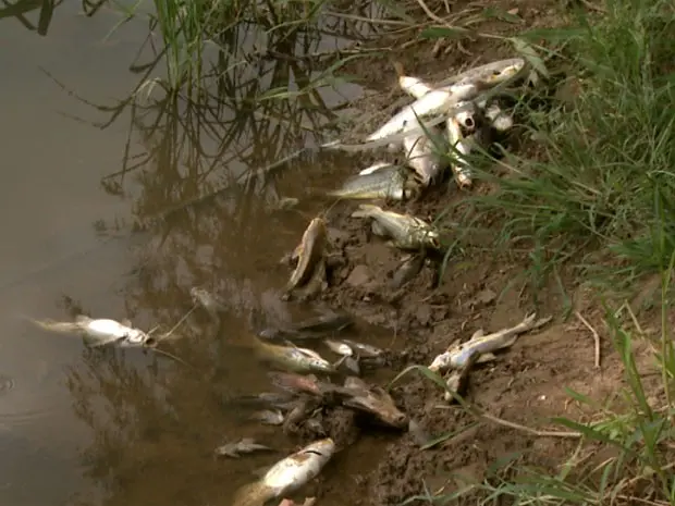 Moradores encontram peixes mortos no Rio Jaguari, em Holambra (Foto: Pedro Santana/ EPTV)