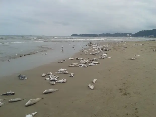 Peixes ficaram espalhados em área de aproximadamente 3 km (Foto: Jailson Nicoletti/Divulgação)