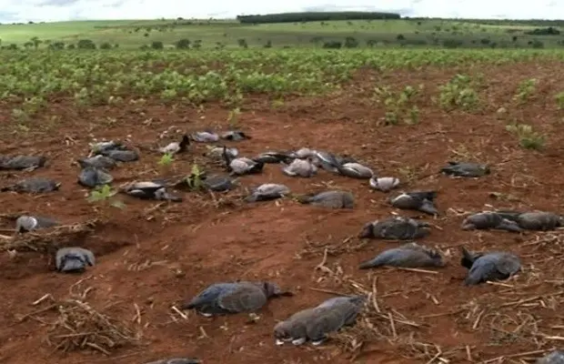 Pombos podem ter morrido após ingrerir sementes de milho com veneno (Foto: Reprodução/TV Anhanguera)