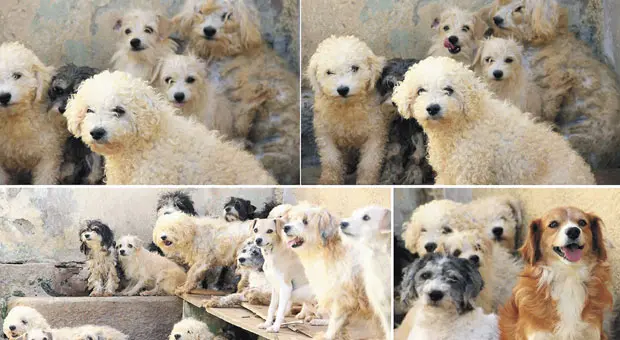 Poodles estavam na casa de idoso que cuidava deles com dificuldade e contava com ajuda de amigos. (Foto: Divulgação)